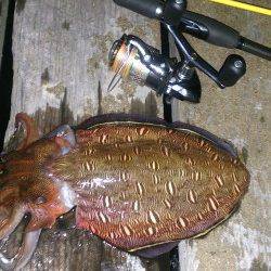 島陰周辺にてエギング、モンゴイカでしたが楽しめました！