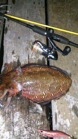 島陰周辺にてエギング、モンゴイカでしたが楽しめました！