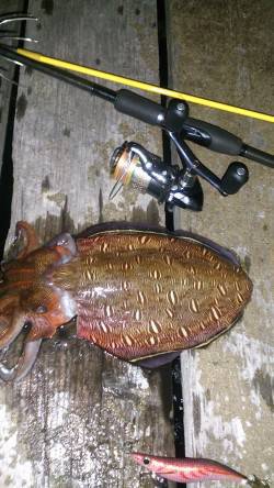 島陰周辺にてエギング、モンゴイカでしたが楽…