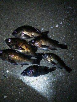 樽井漁港でのメバリングレポート