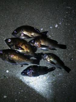 樽井漁港でのメバリングレポート