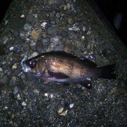 谷川漁港　サイズアップを目指してメバリング釣行