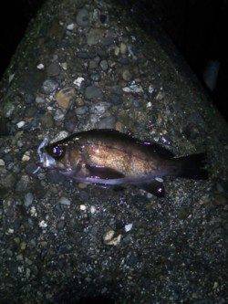 谷川漁港　サイズアップを目指してメバリング釣行