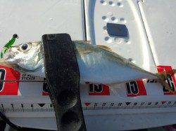 りんくう　デイアジング釣行で22cmのアジ☆