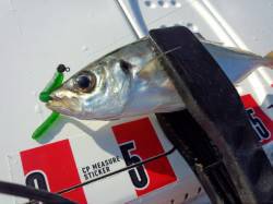 りんくう　デイアジング釣行で22cmのアジ…