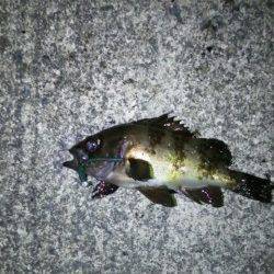 樽井漁港内手を変え品を変えメバルとガシラGET、外向きではアイナメ