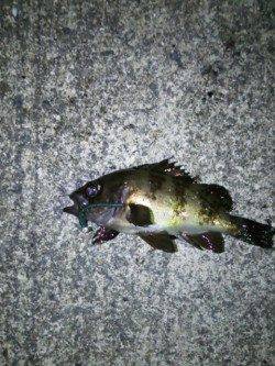 樽井漁港内手を変え品を変えメバルとガシラGET、外向きではアイナメ