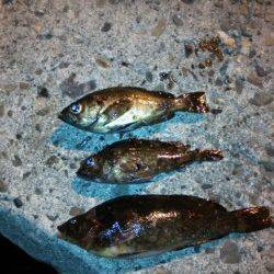 樽井漁港内手を変え品を変えメバルとガシラGET、外向きではアイナメ