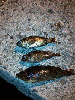 樽井漁港内手を変え品を変えメバルとガシラGET、外向きではアイナメ