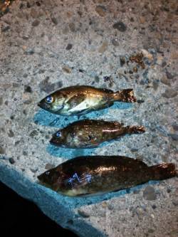 樽井漁港内手を変え品を変えメバルとガシラG…