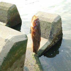 淀川でウキ釣り〜テトラの穴に仕掛けを入れるとカワアナゴ