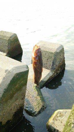 淀川でウキ釣り〜テトラの穴に仕掛けを入れるとカワアナゴ