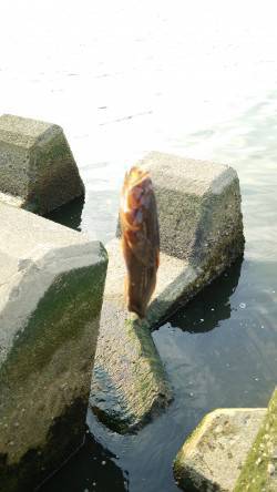 淀川でウキ釣り〜テトラの穴に仕掛けを入れる…