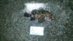 由良南部　手探りのランガンでメバリング・アジング