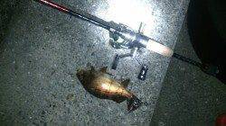 由良南部　手探りのランガンでメバリング・アジング