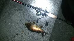 由良南部　手探りのランガンでメバリング・ア…