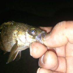 鳥取ノ荘でメバリング、足元狙いで子メバルがポツポツ