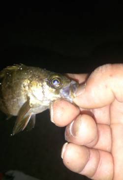 鳥取ノ荘でメバリング、足元狙いで子メバルが…