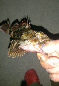 鳥取ノ荘でメバリング、足元狙いで子メバルがポツポツ