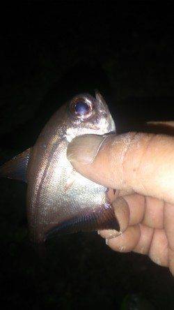 雑賀崎　メバリング、アジング釣行はガシラの数釣りに