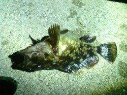 メバルは本日も留守〜大阪南港メバリングでガシラの釣果