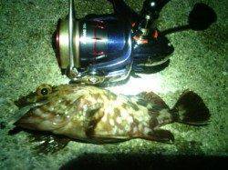 メバルは本日も留守〜大阪南港メバリングでガシラの釣果