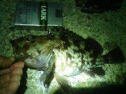 大阪南港メバリング本命不発でチヌにライン切られ〜ガシラの釣果