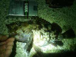 大阪南港メバリング本命不発でチヌにライン切…