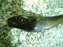 牛ヶ首周辺　ランガンアジングで7目釣り