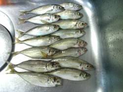 牛ヶ首周辺　ランガンアジングで7目釣り