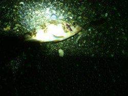 和歌山をランガンしてアジングでアジ爆釣★