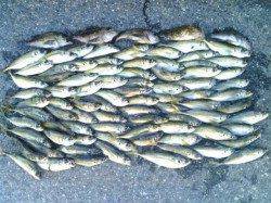 和歌山をランガンしてアジングでアジ爆釣★