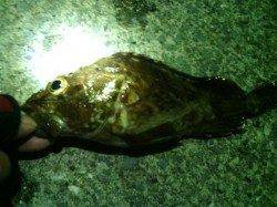 天橋立でライトキス釣り、確実に活性が上がっています♪