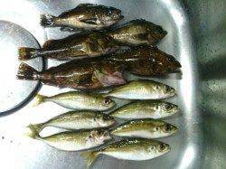 天橋立でライトキス釣り、確実に活性が上がっています♪