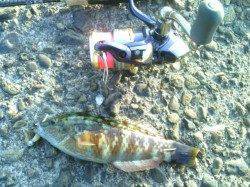 加太漁港、良型のガシラが釣れ、楽しい釣りに♪