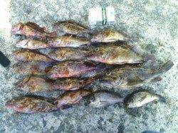 加太漁港、良型のガシラが釣れ、楽しい釣りに♪