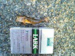 雑賀崎にてメバリングで五目釣り〜メバル・ガシラ・アジ・ベラ・アナハゼ