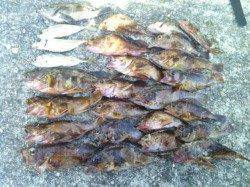 雑賀崎にてメバリングで五目釣り〜メバル・ガシラ・アジ・ベラ・アナハゼ