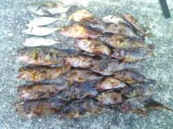 雑賀崎にてメバリングで五目釣り〜メバル・ガ…