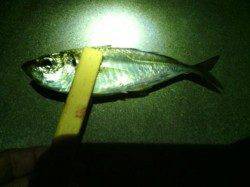 舞洲にてアジング　4か所ランガンでも時合なく・・・