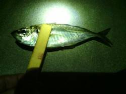 舞洲にてアジング　4か所ランガンでも時合な…