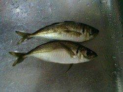 舞洲にてアジング　4か所ランガンでも時合なく・・・