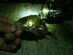 箱作でのメバリングは2時頃に時合いアリ