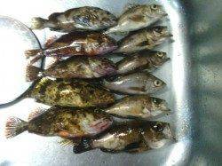 箱作でのメバリングは2時頃に時合いアリ