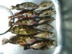 箱作でのメバリングは2時頃に時合いアリ