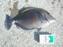 朝マヅメに紀州釣りでチヌがヒット！！