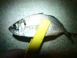 舞洲でのアジング、風裏を探し1.2gでアジの釣果