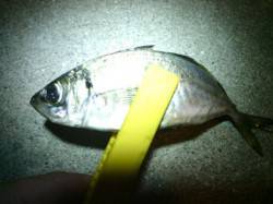 舞洲でのアジング、風裏を探し1.2gでアジ…