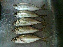 舞洲でのアジング、風裏を探し1.2gでアジの釣果