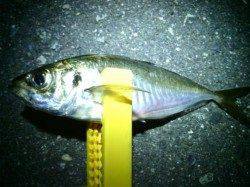 舞洲アジング〜ショートバイトでかなり渋かったです